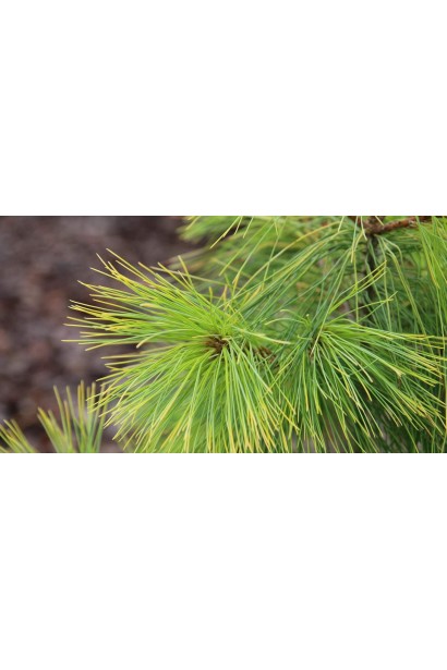 Сосна Веймутова Пасіфік Санрайз у ланшафті